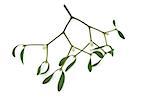 Mistletoe with berries isolated over white background.