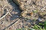 Smooth snake (Coronella austriaca) in a forest clearing in the spring - Portrait, male