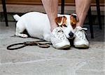 Young, cute dog looking for protection through the legs of his