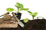 Planting seedling cabbage plants in soil with garden tools against a white background