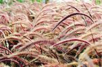 Red Bristle grass Herb in the wind