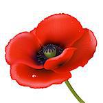 Red Poppy, Isolated On White Background, Vector Illustration