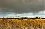 Agricultural field with wheat crop under a dramatic sky just before a thunderstorm