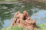 Portrait of a wild Varanus on termitary with water on background, Sri Lanka, selective focus on the animal.