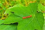 Pills with chamomile flower lying on leaf in garden