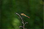 Common Darter (Sympetrum striolatum) - female on a branch