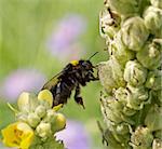 Bumblebee Climbing from one flower to another