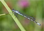 Common Blue Damselfly perched on a grass stem