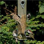 House Sparrows on garden feeder