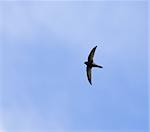 Summer migrant fast-flying Common Swift against sky. Swifts land only during the breeding season.