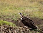 Hooded Vulture on Masai Mara, Kenya