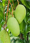 A Green mango tree with full of fruits
