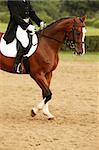 A picture of an equestrian on a sorrel horse in motion over natural background