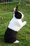 black and white bunny house is locked up in a play pen