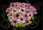 Illustration of abstract pink asters with dark background