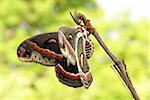The Cecropia moth, Hyalophora cecropia, is the largest of the giant silkworm moths native to Ontario, Canada, having a wing spread up to 15.5 cm.