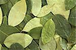 Dried coca (lat. Erythroxylum coca) leaves as background. In Peru coca leaves are drunk as tea and they are traditionally chewed in the mountains to help against altitude sickness