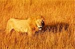 A lion (Panthera leo) on the Masai Mara National Reserve safari in southwestern Kenya.