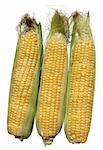 three corn kernels isolated on white background