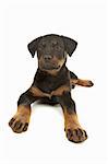 Rottweiler puppy in front of a white background