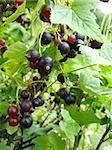 the black currant