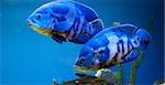 Couple of big blue fishes
