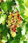 Unripe grapes and vine leaves close up