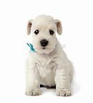 white schnauzer puppy sitting on a white background