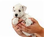 white schnauzer puppy in a human hands on white background