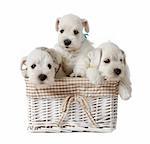 three white schnauzer puppies in a basket