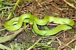 Beautiful Smooth Green Snake (Opheodrys vernalis) found in the United States.