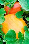 Two pumpkins in the field