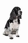 English cocker spaniel in front of a white background