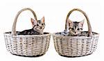 Adorable little kittens in baskets on white background with space for text