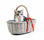 Adorable little kitten in basket on white background with space for text