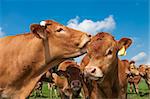 limousine cow licking the ears of a young calve