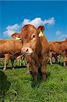 bunch of curious young limousine calves in a dutch meadow