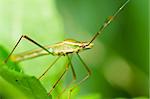 Daddy long legs in green nature or in garden or in forest