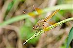 yellow dragonfly in garden or in green nature