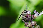 mammoth wasp in the green nature or in garden