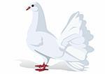 A white dove with her tail. The illustration on white background