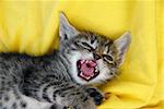 little angry baby cat opened mouth over yellow background