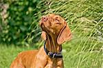 Hungarian viszla posing - Hungarian pointer hunting dog II