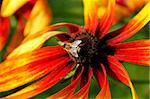 Bee on Rudbeckia flower(Coneflower).