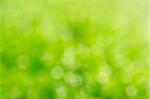 green moss blur background fresh nature