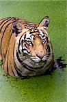 A royal bengal tiger with an angry look