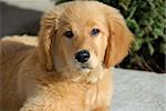 small cute  golden retriever puppy portrait outdoor