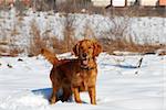 orange young golden retriever dog over rural snowy background