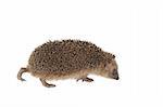 moving hedgehog on white background