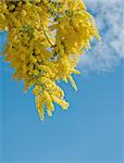 Australian Wattle blooms against the blue sky